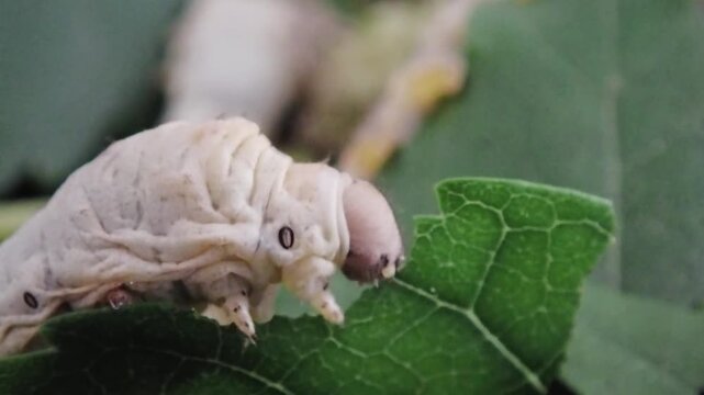 Close-up of a silkworm caterpillar eating fresh green mulberry leaves. Macro footage capturing mouth movement, texture, and feeding behavior.