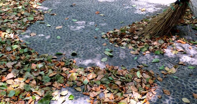 Sunlight filters through the leaves, creating dappled shadows on the leaf litter pebble ground.