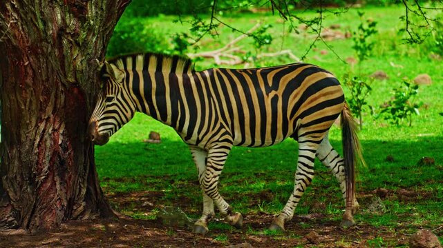 A zebra grazes on green grass and chews grass