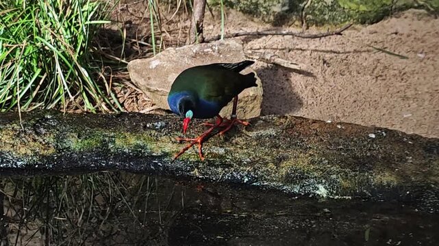 Close up of a wading bird with large feet a  Pukeko (Swamp Hen) walking around beside a pond
