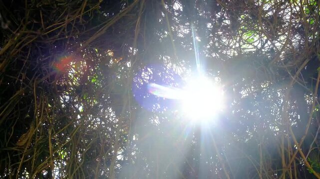 Sunlight shines through dense tree branches and vines