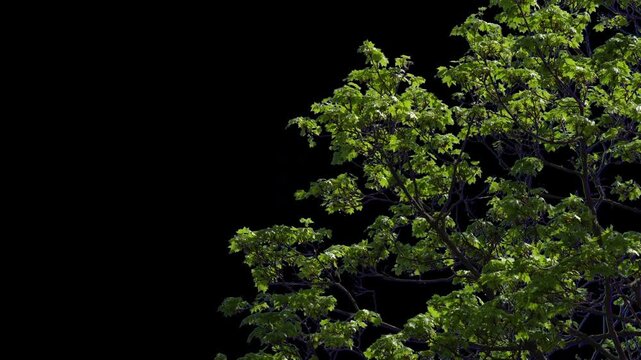 Lush green tree branch with detailed leaves moving naturally. A clean, isolated element for environmental documentaries, eco-branding, and organic product commercials.