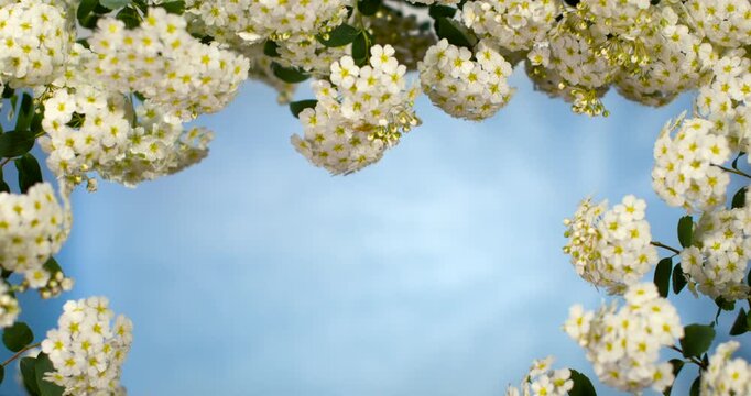 Fragile White Flowers Extend Upward Beneath Gentle Sunlight Rays