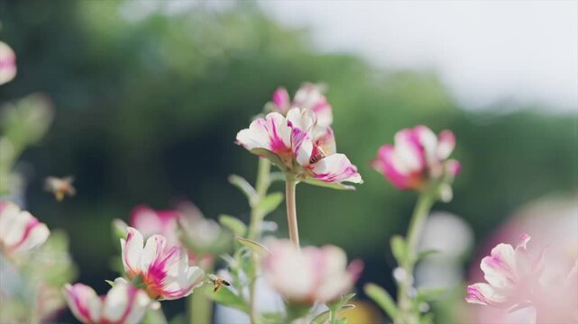 Close-up of honeybees collecting nectar from vibrant white and pink striped Portulaca grandiflora flowers in a sunny garden with a soft blurred bokeh green foliage background in summer.