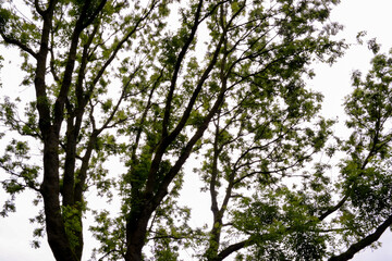 Fototapeta premium Green Tree Branches and Leaves Against Bright Sky