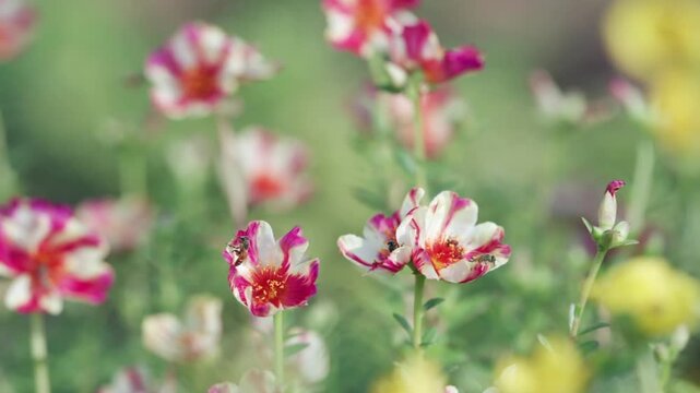 Beautiful close-up of pink and white Portulaca oleracea flowers blooming in a sunny garden with bees pollinating. Soft natural lighting, shallow depth of field, vibrant green background.