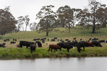 Obraz premium beautiful cattle in Australia eating grass, grazing on pasture. Herd of cows free range beef being regenerative raised on an agricultural farm. Sustainable farming 