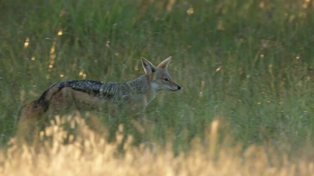 a black-backed jackal on the move
