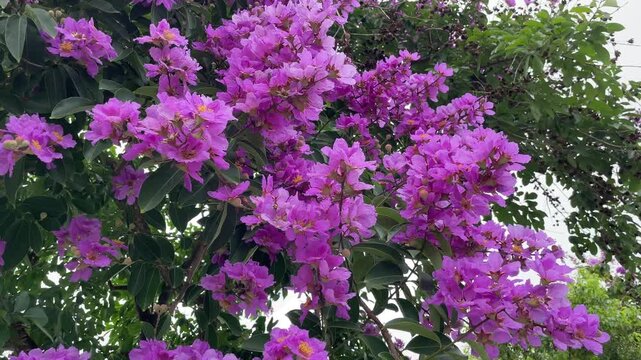 Purple lagerstroemia blossoms filmed outdoors in Vietnam, with fresh foliage and natural motion for ornamental tree and seasonal nature themes.