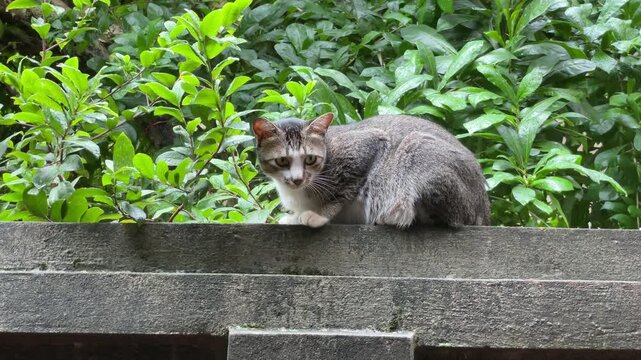 Gray Felis catus cat sitting on a concrete wall in Vietnam, filmed with lush green plants for pet, garden, and everyday outdoor footage.