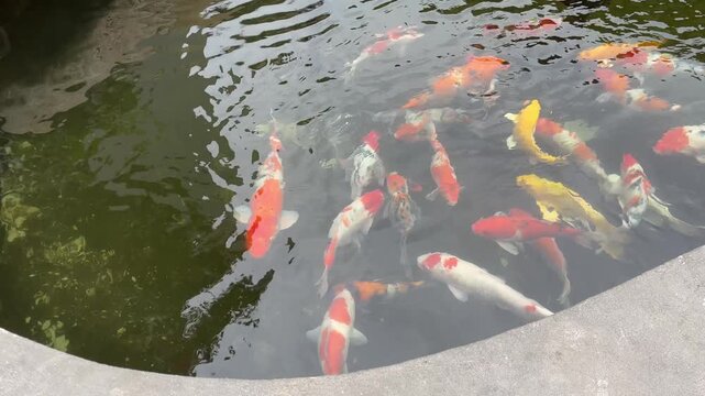 Colorful koi fish filmed swimming in a pond in Vietnam, with water reflections and calm movement for garden, aquatic, and ornamental fish themes.