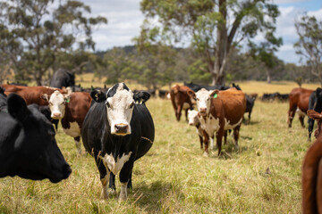 Fototapeta premium Cows eating grass, grazing on pasture. Herd of cows free range beef being regenerative raised on an agricultural farm. Sustainable farming 