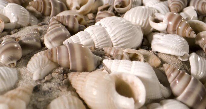 Footage Showcasing Sandy Seashells With Spiral Patterns And Weathered Textures