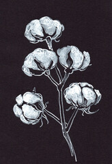 Hand-drawn cotton plant branch with fluffy cotton bolls illustrated in white on a dark textured background. Minimal botanical sketch with a vintage, natural aesthetic © kharlamova_lv