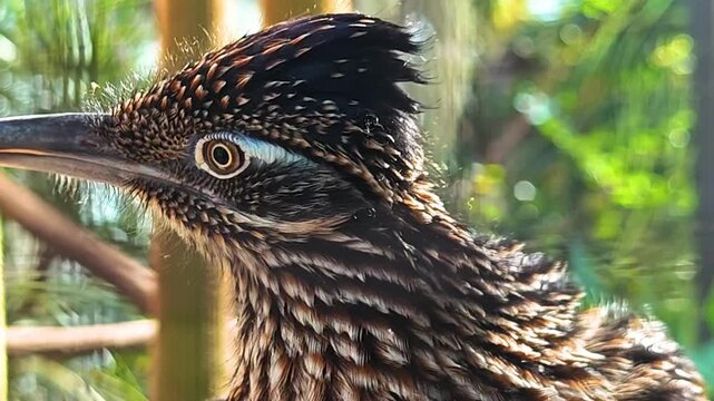 Close up of a roadrunner bird  head standing in the sand and looking around on a cloudy summer day