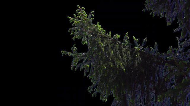 Cinematic evergreen pine branch with sharp needles. Pre-keyed footage on a transparent background, perfect for creating holiday greetings, winter scenes, and festive overlays.