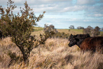 Naklejka premium Carbon neutral cattle farming in a free range field on a farm in Australia beautiful cattle in Australia eating grass, grazing on pasture. Herd of cows free range beef being regenerative raised