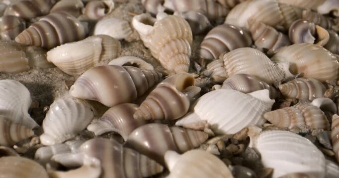 Tranquil Scene Of Reflective Conical Shells On Damp Sandy Terrain