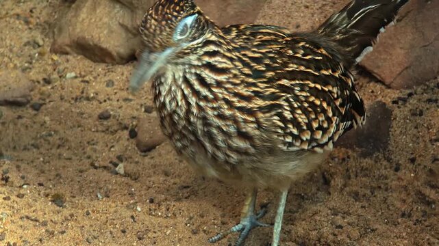 Close up of a roadrunner bird  head standing in the sand and looking around on a cloudy summer day