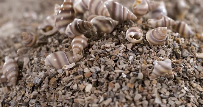 Super Slow Motion Cascading Striped Shells Group Movement Macro