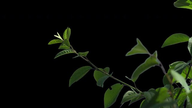 Close-up shot of a maple branch (Acer) showing intricate leaf patterns and vibrant green color. Fully pre-keyed with an alpha channel for high-end video production.