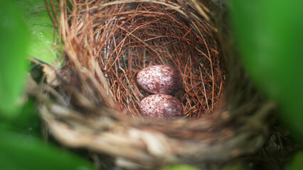 Fototapeta premium Close-Up of Bird Nest with Speckled Eggs in Natural Green Foliage