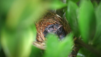 Fototapeta premium Newborn Baby Birds Resting in Nest Hidden Among Green Leaves