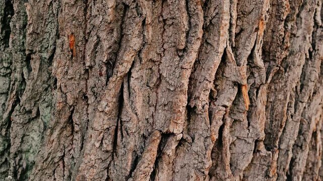 Close up of rough tree bark texture