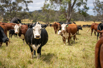 Fototapeta premium Stud Beef bulls, cows and calves grazing on grass in a field, in Australia. breeds of cattle include speckled park, murray grey, angus, brangus and wagyu on long pasture in spring and summer