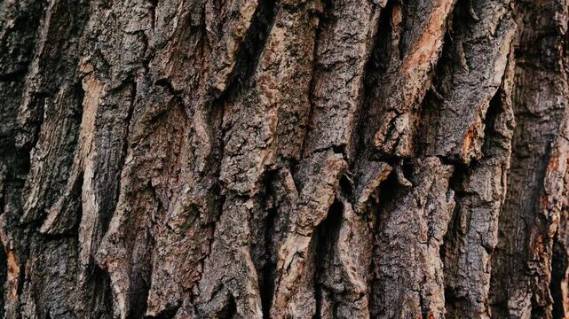 Tree bark texture with deep grooves and rough surface