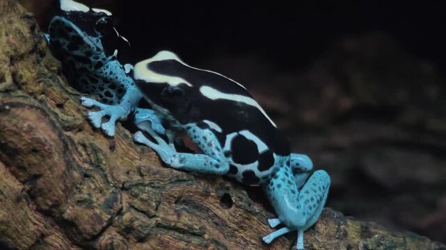 Close up of Black and turquoise, blue Poison Dart Frog sitting and moving around a tree trunk in a shady place