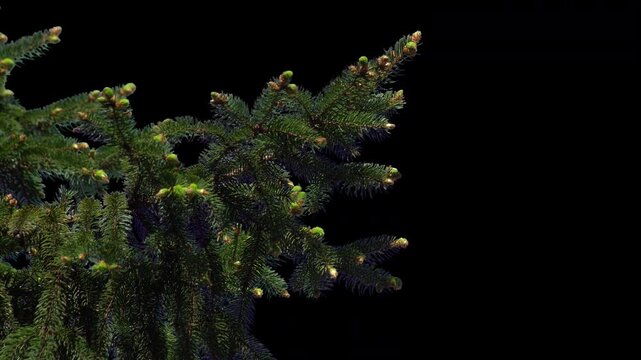 Versatile green pine branch isolated on a transparent background. Use this pre-keyed element to add depth and natural foliage to your video compositions or matte paintings.