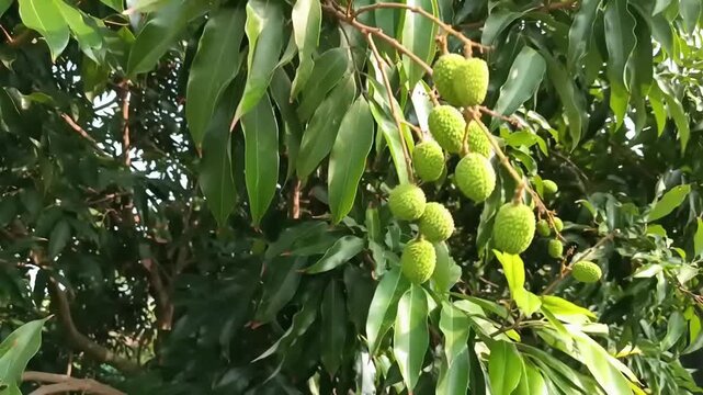 Litchi chinensis tree branches swaying gently in the wind under bright daylight.