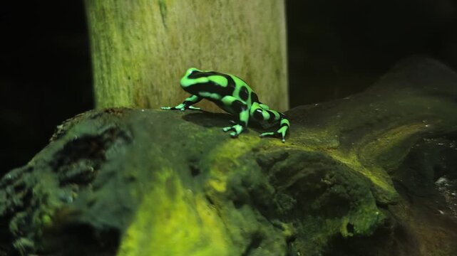 Close up of Black and Green Poison Dart Frog sitting and moving around a tree trunk in a shady place
