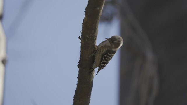 Japanese Pygmy Woodpecker Pecking on Tree Branch 4K HDR 10-bit 0.25x