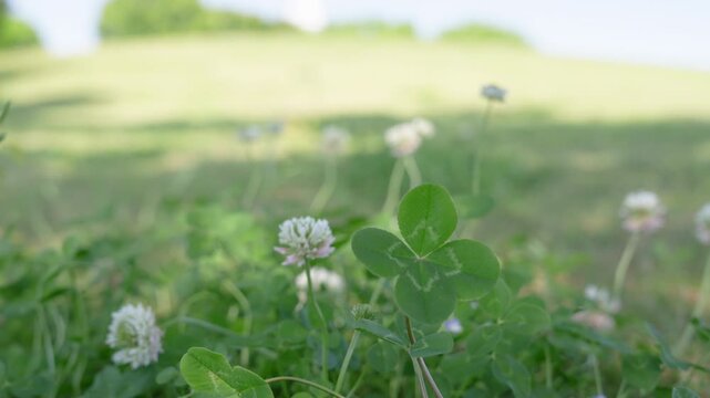 風に揺れる野原に咲くクローバーの白い花と四つ葉のクローバー