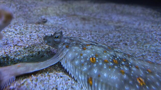 Close up head and eyes of a flat fish or. flounder resting close to the seabed or ground underwater with other fish swimming by.
