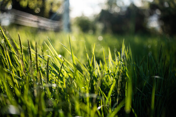 Close up of Healthy Green and Dry Grass Pasture for Regenerative Agriculture Growth in australia © Phoebe