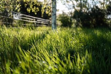 Close up of Healthy Green and Dry Grass Pasture for Regenerative Agriculture Growth in australia © Phoebe