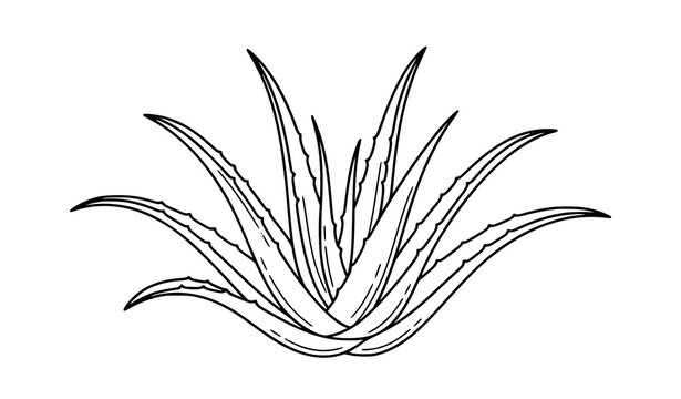 Aloe Vera Line Art Images  Browse 4,042 Stock Photos, Vectors, and Video |  Adobe Stock
