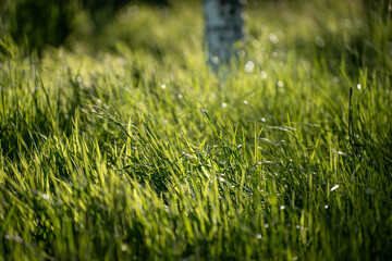 Close up of Healthy Green and Dry Grass Pasture for Regenerative Agriculture Growth in australia © Phoebe