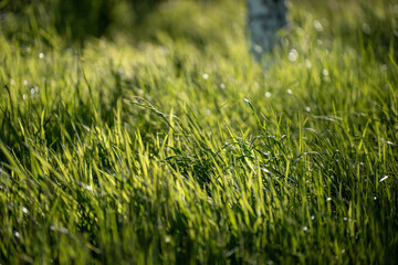 Close up of Healthy Green and Dry Grass Pasture for Regenerative Agriculture Growth in australia © Phoebe