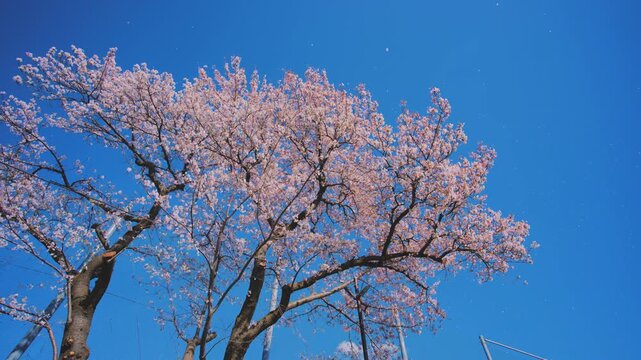 4K スローモーション　日本の春の風景、多摩川沿いの美しい桜並木と桜吹雪
