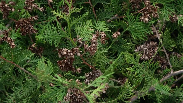 Green thuja branches with small brown cones. Close-up