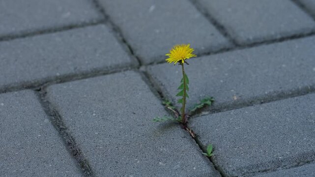 A single yellow dandelion growth through a narrow crack in grey stone pavement.