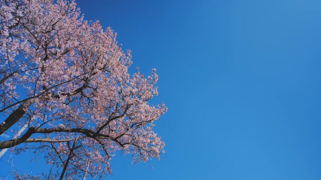 4K スローモーション　日本の春の風景、多摩川沿いの美しい桜並木と桜吹雪