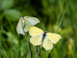Fototapeta premium Male and Female Brimstone Butterflies in Flight