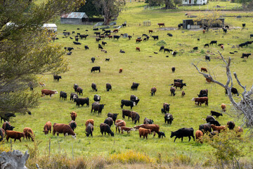 Stud beef hereford cows in a field on a farm in England. English cattle in a meadow grazing on pasture in springtime. Green grass growing in a paddock on a sustainable agricultural ranch. © Phoebe