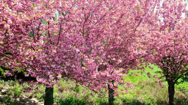Row of blooming cherry trees with pink flowers