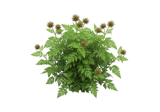 Detailed 3d render of a green bushy shrub with small thorns isolated on transparent background